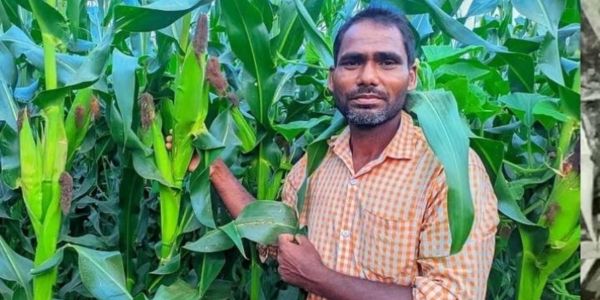 রাঙ্গুনিয়ায় অনাবাদি জমিতে ভুট্টা চাষে কৃষকের বাজিমাত